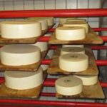 Thieves steal 1.3 tonnes of infected cheese