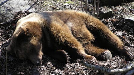 Bear kills sheep in Carinthia