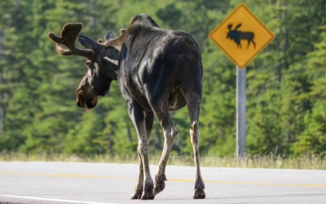 Swedish scientists blast 'drunken elk myth'