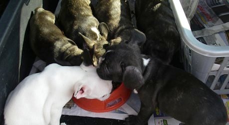 Illegal puppies found in Upper Austria