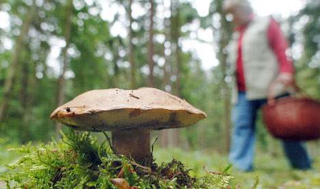 Mushroom pickers find human skull