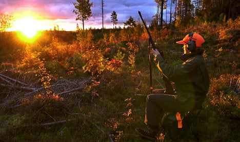 Elk hunters risk injury in Sweden’s woods