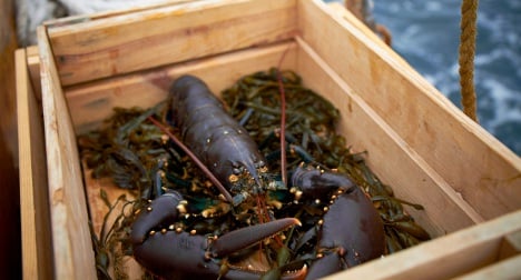 West Sweden prepares for lobster premiere