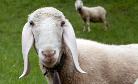 Rare Valais sheep feared stolen for meat sale