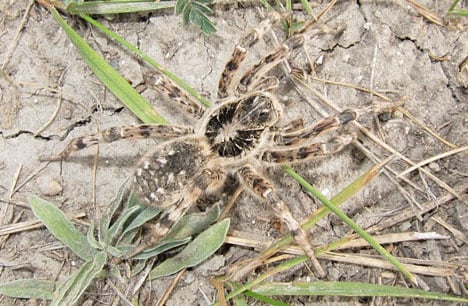 Nickelsdorf ‘invaded’ by rare wolf spiders