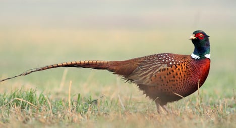 Flood-fleeing pheasants invade French town