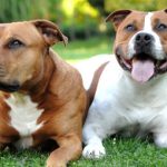 French mayor bars dogs called ‘Itler’ and ‘Iva’