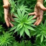 Call for parliamentary inquiry into cannabis
