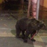 ‘Drunk’ tamer ties bear to lamp post in hail storm