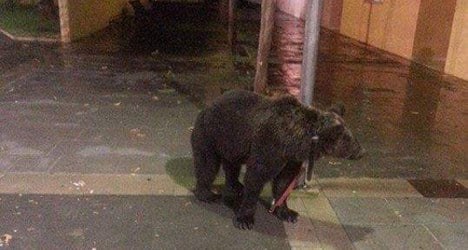 'Drunk' tamer ties bear to lamp post in hail storm
