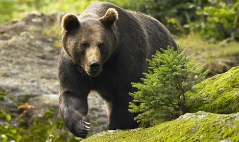 Swedish woman attacked by bear