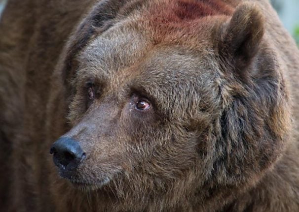 Farmer attacked by bear in Salzburg province