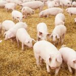 Man almost fed to pigs over drugs feud