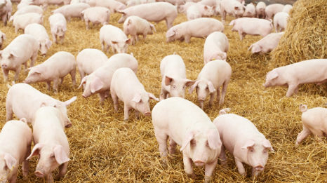 Man almost fed to pigs over drugs feud