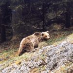 Runaway bear Daniza dies during capture
