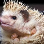 Hedgehog pet craze sweeps Sweden