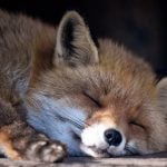 <b>The fox says <i>wa-pa-pa-pa-pa-pa-pow</i>:</b> Unfortunately, German offers no linguistic insight as to what the Fox says (though this one may be snoring, or <i>schnarchen</i>), so we'll have to defer to Ylvis on this one. Photo: DPA