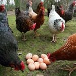 The rooster says kikiriki: There is always debate as to whether the German or English cockle-doodle-doo is more accurate. Meanwhile, Austrian hens say putt putt putt ga-gack and the chicks simply say piep piep piep.Photo: Photo: APA