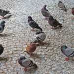 <b>The pigeon says <i>ruckidiguh</i>:</b> Germans seem to think a <i>coo</i> is too simple to describe what it is a pigeon does. Meanwhile, crows say <i>krah</i> and their little sparrow friends <i>zwitscher</i>. Photo: DPA