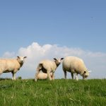 <b>The sheep says <i>mäh</i>:</b> In another case of German subtlety, sheep say <i>mäh</i>, called <i>blöcken</i> (bleating). Meanwhile, goats <i>mecker</i> their <i>meh-e-e</i>s.Photo: DPA