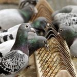 The pigeon says ruckidiguh: German speakers seem to think a coo is too simple to describe what it is a pigeon does. Meanwhile, crows say krah and their little sparrow friends zwitscher.Photo: Photo: APA
