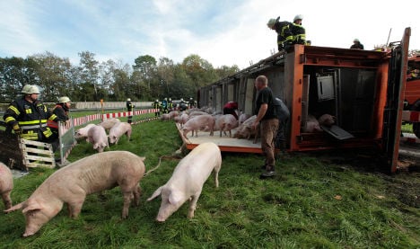 Crash gives pigs brief reprieve from slaughter
