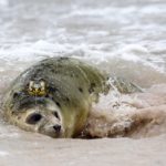 What’s killing all the North Sea seals?