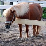 Two men jailed for beheading pet pony