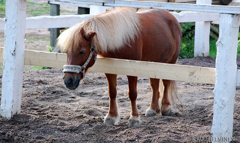 Two men jailed for beheading pet pony