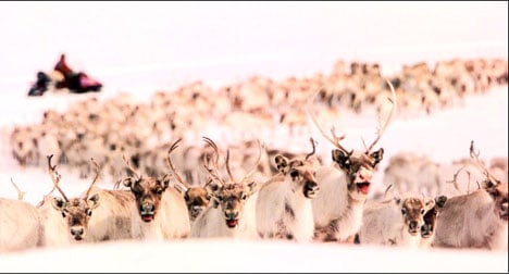 Radioactivity in Norway's reindeers hits high