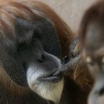 World’s oldest orangutan put down at zoo