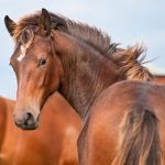 Burglars in Norway steal horses’ tails
