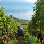 Swiss winegrowers battle against Asian fruit fly