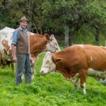 Bavarian farmer diapers cow over EU rules plan