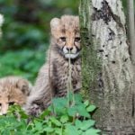 Basel zoo hails ‘rare’ birth of cheetah cubs