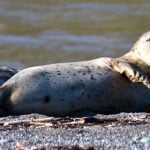 New seal deaths cause concern in Denmark