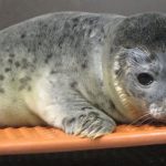 Seal deaths surge in west Sweden