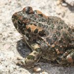 Malmö loses out as rare toads move in