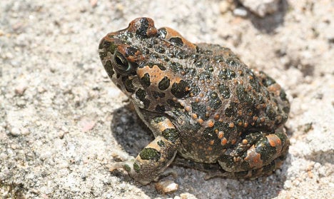 Malmö loses out as rare toads move in