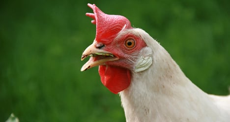 Voodoo chicken killing ruffles Geneva feathers