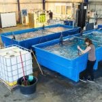 Saltwater fish farming in Völklingen: Surprisingly, the Saarland is host to a saltwater fish farm – 600 kilometres from the sea. The farm has been plagued by problems since its opening in 2008, with construction delays and the bankruptcy of a private investor. Betweem €15m and €20m has been invested, but sales have been disappointing.Photo: DPA