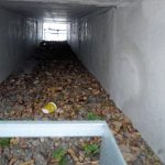 Schorndorf's toad tunnel: the Stuttgart government built six tunnels, a metre wide, 80 centimetres high and ten metres long, for toads under regional road 1147. Unfortunately the toads are disappearing and foxes – predators of the toads – can fit into the tunnels easily.Photo: Bund der Steuerzahler