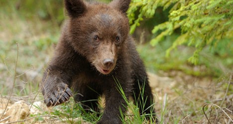Bear cub found dead in Spanish Pyrenees