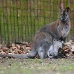 Crafty kangaroo on the loose in Brandenburg