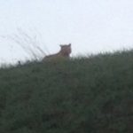 Big cat on the loose is ‘not a tiger’: authorities