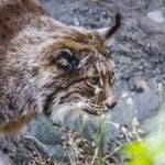 Spain ‘Europe’s worst’ for endangered species