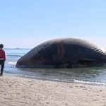 Dead whale on French beach could explode