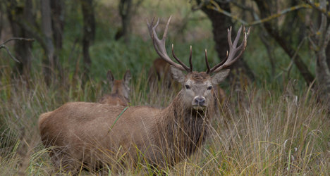 Spain allows hunting in national parks