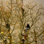 The hunger strikers took to the trees after dozens of officers cleared out Sendlinger Tor in Munich following concerns the refugees could get hypothermia in dropping temperatures.Photo: DPA