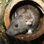 More rats creep into Sweden’s cities